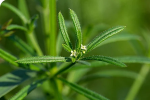 Cleavers