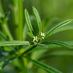 Cleavers