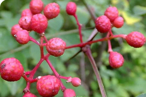 Prickly Ash Bark